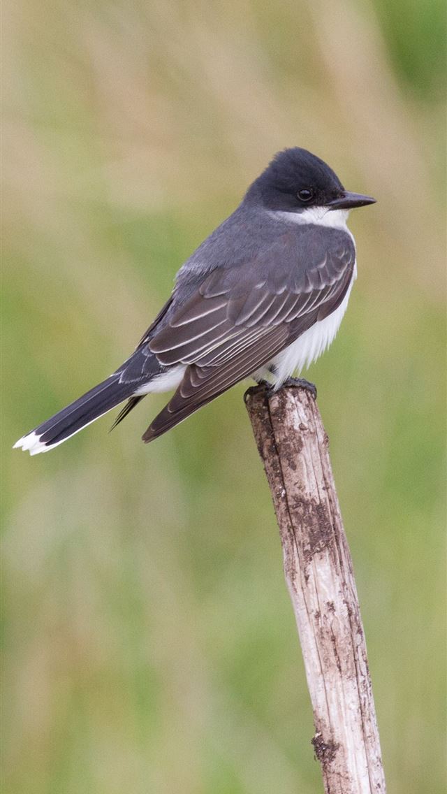 1125x2436 collared bush robin - collared bush robin iPhone Wallpaper