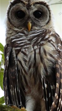 collared bush robin wallpaper