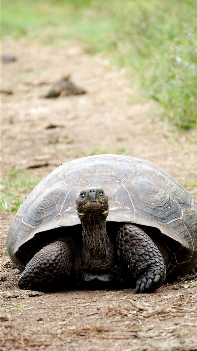 1284x2778 tortoise - tortoise iPhone Wallpaper