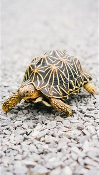 tortoise wallpaper