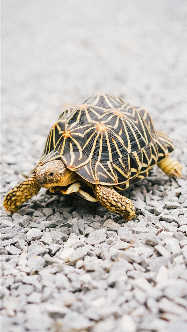 1284x2778 tortoise - tortoise iPhone Wallpaper