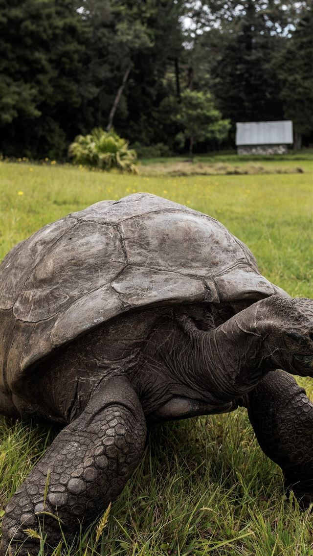 1284x2778 tortoise - tortoise iPhone Wallpaper