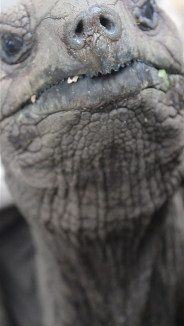 1284x2778 tortoise - tortoise iPhone Wallpaper