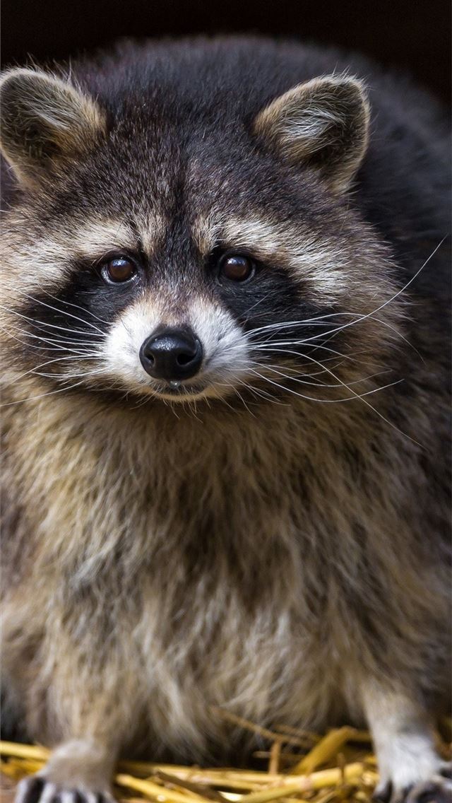 1284x2778 raccoons - raccoons iPhone Wallpaper