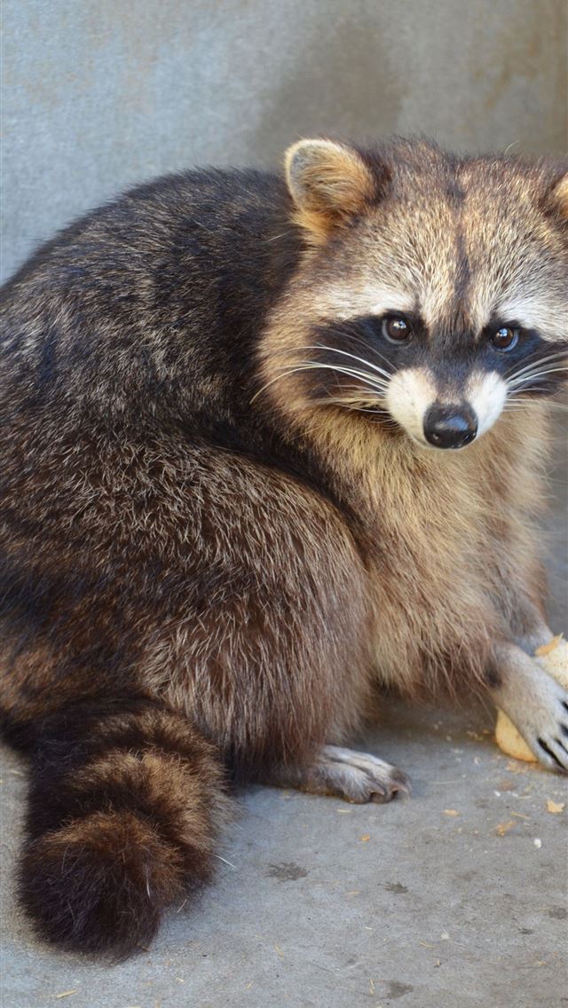 1284x2778 raccoons - raccoons iPhone Wallpaper