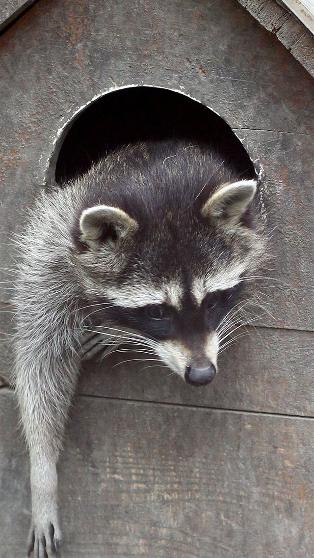 1284x2778 raccoons - raccoons iPhone Wallpaper