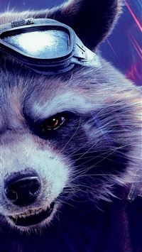 raccoons wallpaper