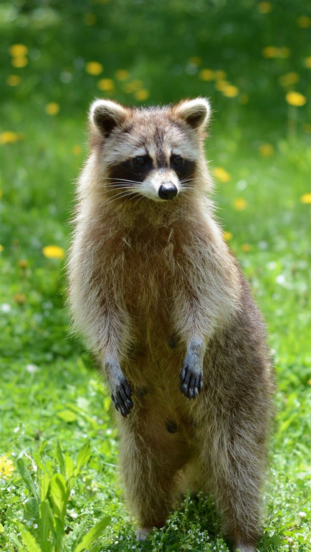 1284x2778 raccoons - raccoons iPhone Wallpaper