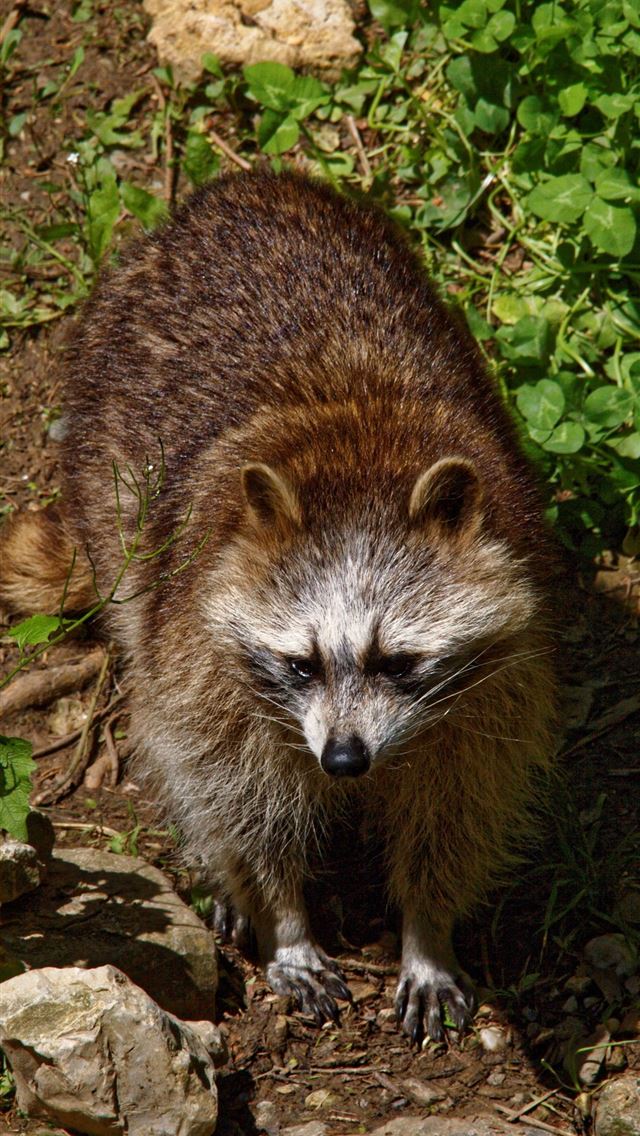 1284x2778 raccoons - raccoons iPhone Wallpaper