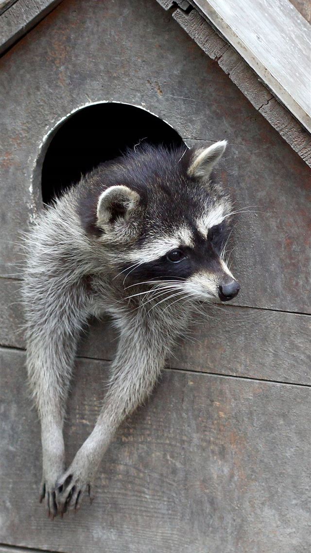 1284x2778 raccoons - raccoons iPhone Wallpaper
