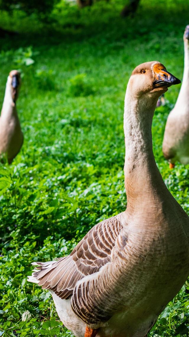 1284x2778 goose - goose iPhone Wallpaper