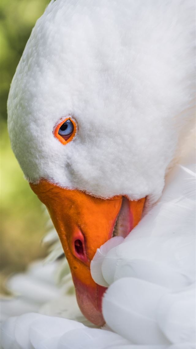 1284x2778 goose - goose iPhone Wallpaper