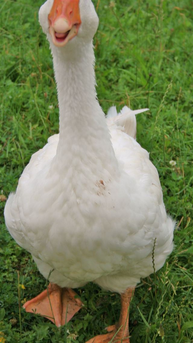 1125x2436 goose - goose iPhone Wallpaper