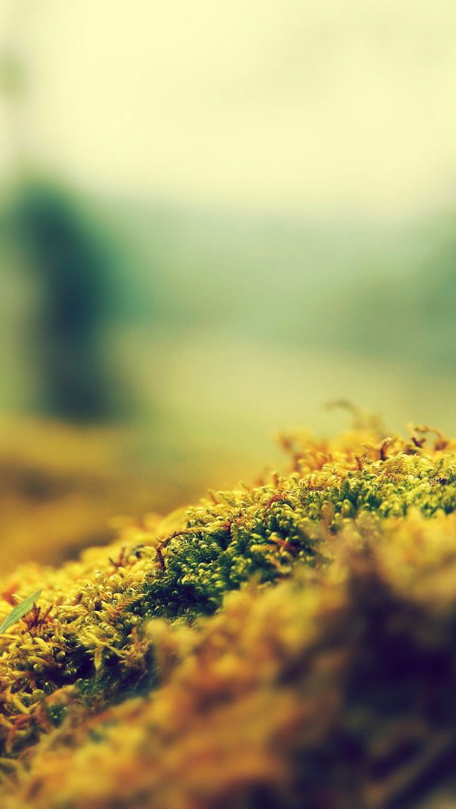 19 Wallpapers In moss Wallpapers For iPhone