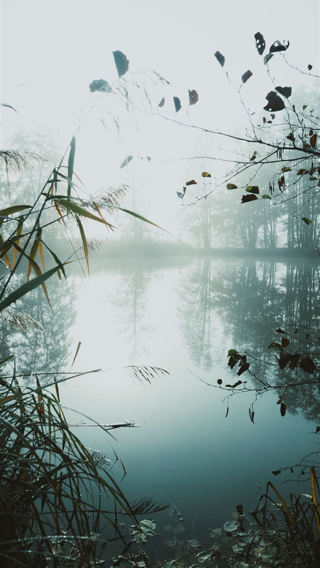 1284x2778 louisiana - louisiana iPhone Wallpaper