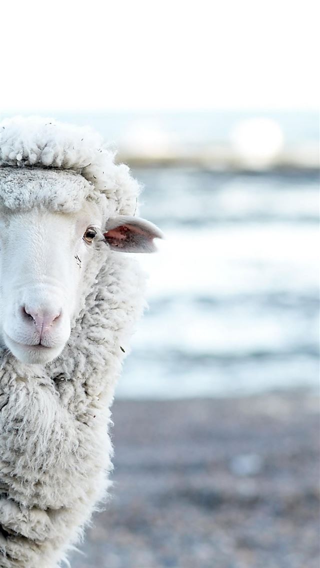 1284x2778 sheep - sheep iPhone Wallpaper