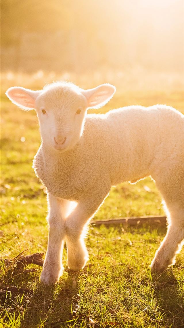 1284x2778 sheep - sheep iPhone Wallpaper