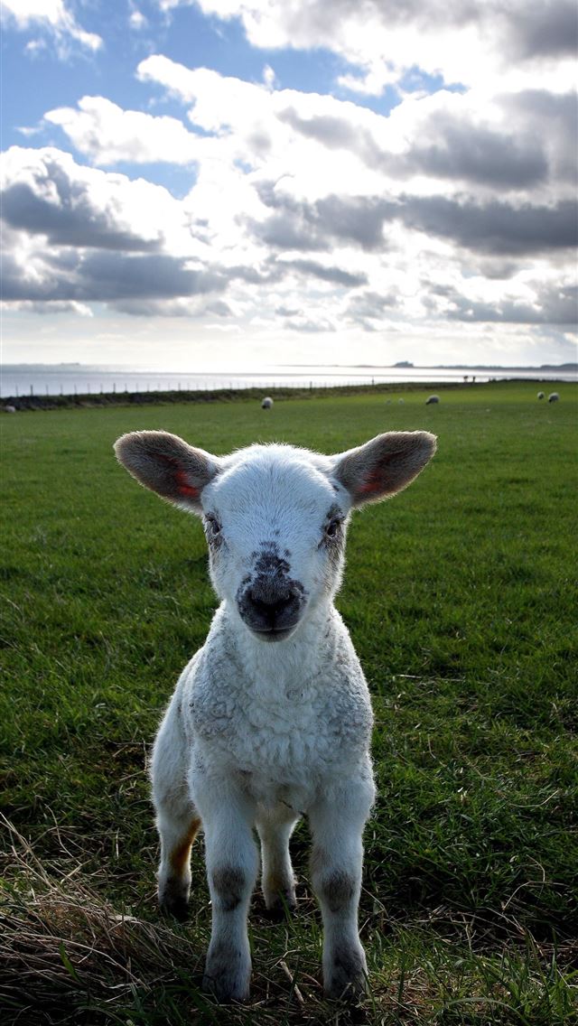 1284x2778 sheep - sheep iPhone Wallpaper