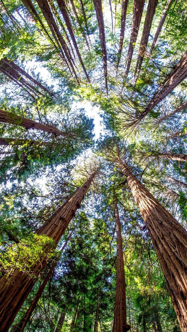 1284x2778 muir woods national monument - muir woods national monument iPhone Wallpaper