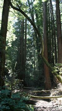muir woods national monument wallpaper