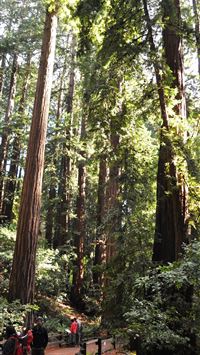 muir woods national monument iPhone wallpaper