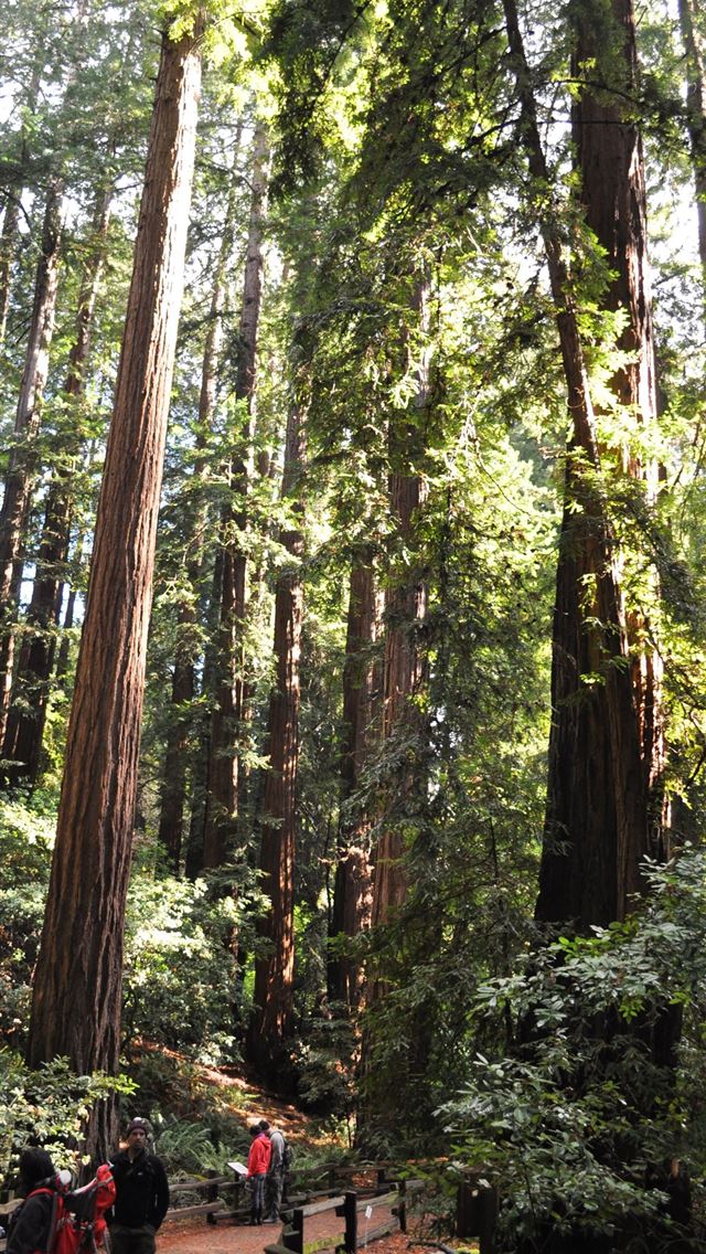 1284x2778 muir woods national monument - muir woods national monument iPhone Wallpaper