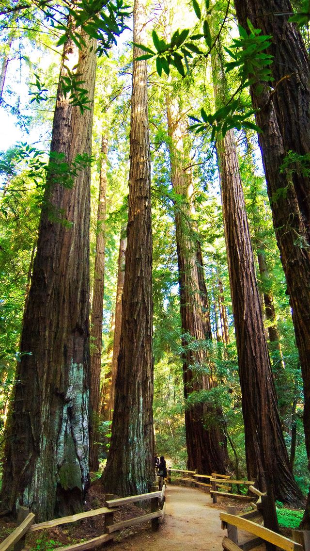 1284x2778 muir woods national monument - muir woods national monument iPhone Wallpaper