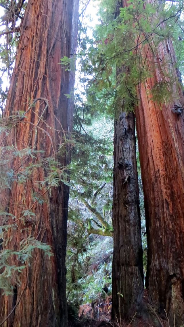 1284x2778 muir woods national monument - muir woods national monument iPhone Wallpaper