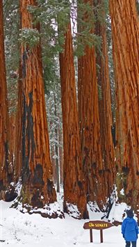 muir woods national monument wallpaper