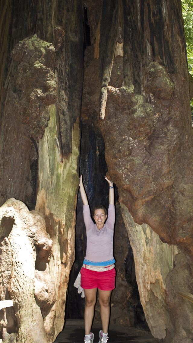 1284x2778 muir woods national monument - muir woods national monument iPhone Wallpaper