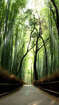 arashiyama wallpaper