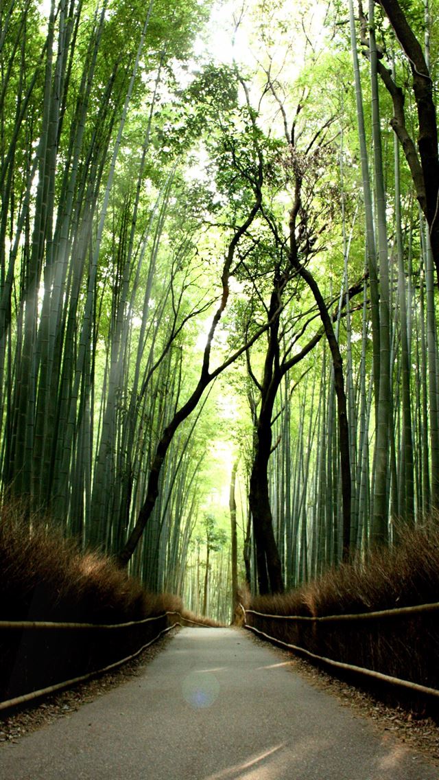 1284x2778 arashiyama - arashiyama iPhone Wallpaper