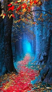 arashiyama wallpaper