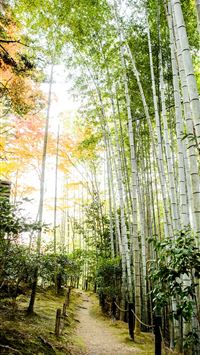 arashiyama wallpaper