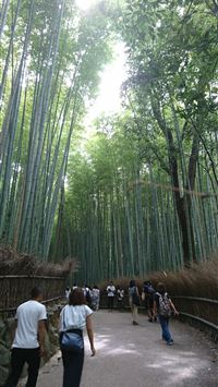 arashiyama wallpaper