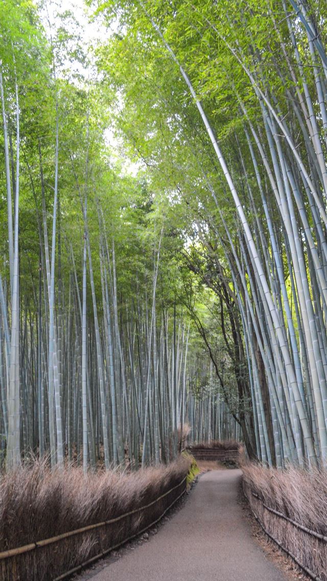 1284x2778 arashiyama - arashiyama iPhone Wallpaper