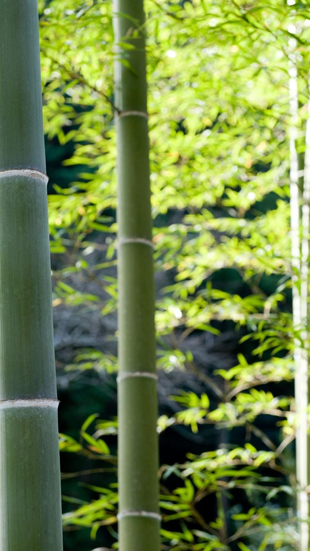 1125x2436 arashiyama - arashiyama iPhone Wallpaper