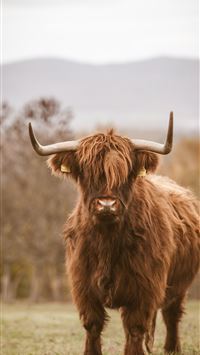 highland cow wallpaper