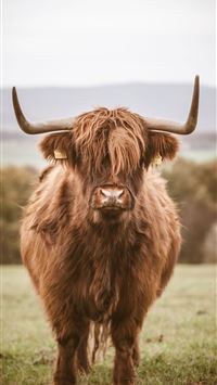 highland cow wallpaper