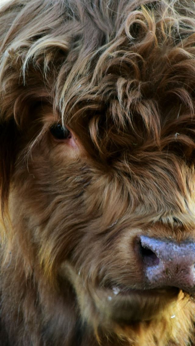 1284x2778 highland cow - highland cow iPhone Wallpaper