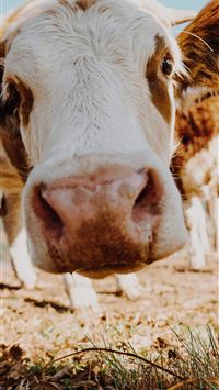 highland cow wallpaper