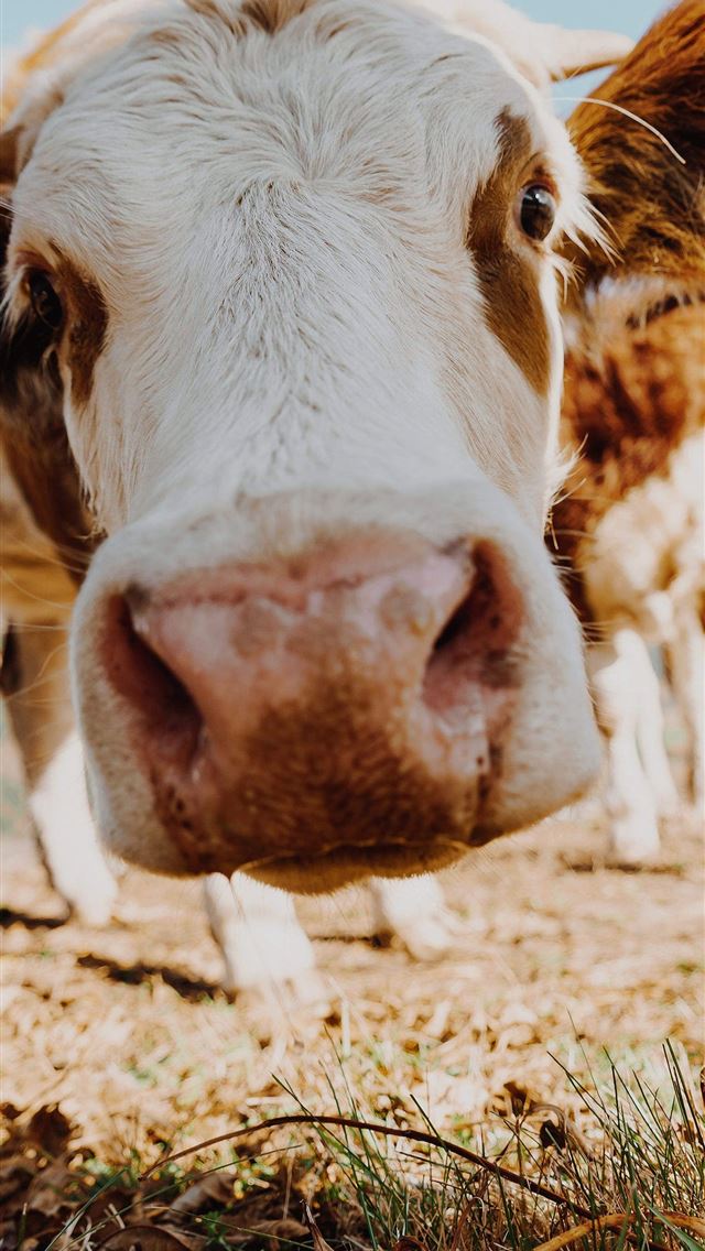 1284x2778 highland cow - highland cow iPhone Wallpaper