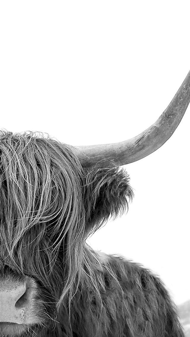 1284x2778 highland cow - highland cow iPhone Wallpaper