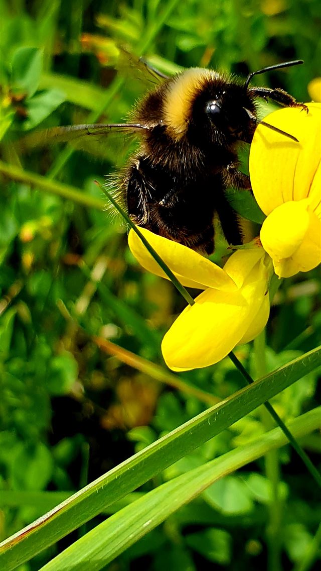 1284x2778 bee - bee iPhone Wallpaper