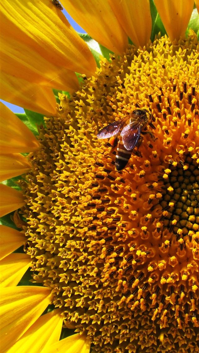 1284x2778 bee - bee iPhone Wallpaper