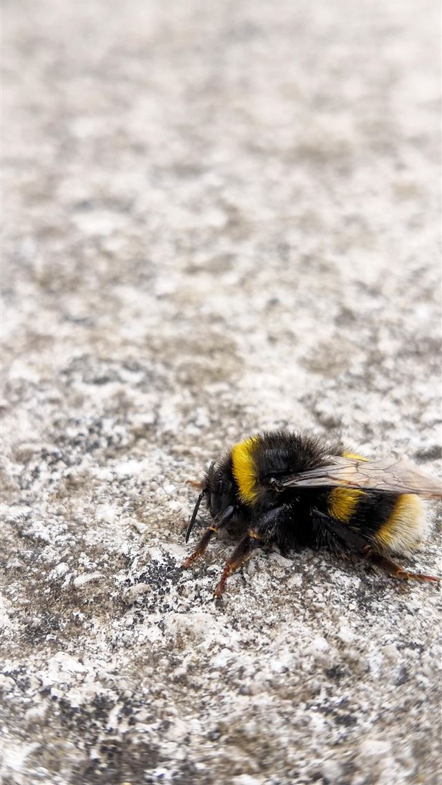 1284x2778 bee - bee iPhone Wallpaper