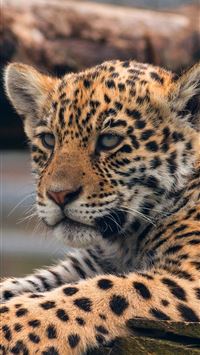 leopards wallpaper