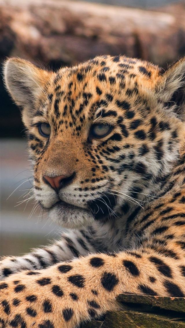 1284x2778 leopards - leopards iPhone Wallpaper