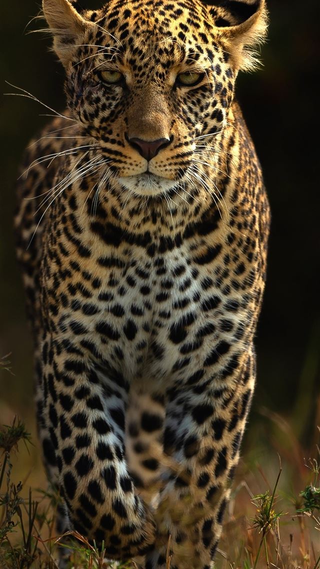 1284x2778 leopards - leopards iPhone Wallpaper