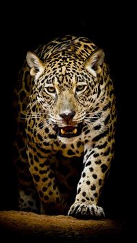 leopards wallpaper